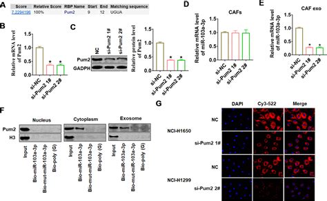 Cancer Associated Fibroblasts Secreted Mir A P Suppresses Apoptosis