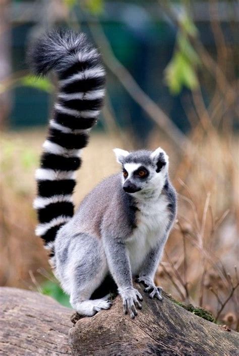 Dyreliv på Madagaskar Store norske leksikon Lemur Unusual animals