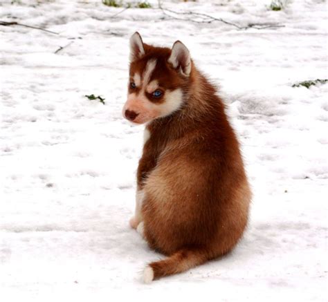 Cute red Siberian Husky puppy from Norway. | Siberian husky, Husky ...