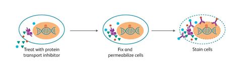 Intracellular Flow Cytometry Intracellular Staining