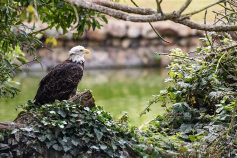 Premium Photo | Bald eagle perched