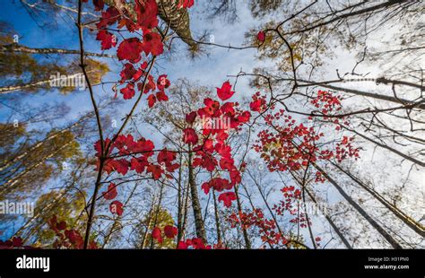 Autumn colors in the forest Stock Photo - Alamy