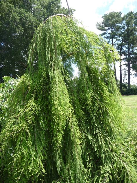 Taxodium Distichum Cascade Falls Weeping Bald Cypress Garden Center