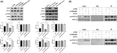 Upregulation Of The Ampk Sirt Pgc Signaling Pathway And Inhibition