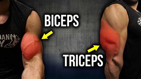 Biceps Vs Triceps Perbedaan Cara Ngelatih Dan Cedera Youtube