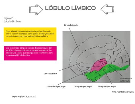 Sistema L Mbico Funcionalidad Y Estructuras