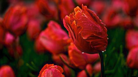 Wallpaper Flowers Red Tulips Dew Wavy Flower Tulip Flora