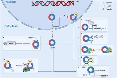 Crosstalk Between Circrna And Tumor Microenvironment Of Hepatocellular