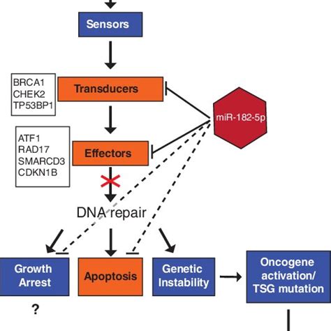 Model Showing The Effect Of Mir 182 5p On The Dna Repair Pathway When