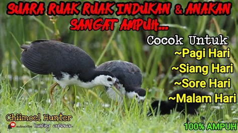 Suara Pikat Indukan Dan Anakan Burung Ruak Ruak Teruji Sangat Ampuh