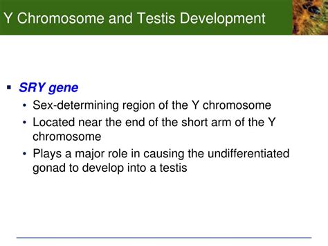 PPT Chp 7 Development And Sex Determination 7 1 The Human