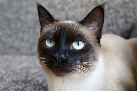 himalayan siamese cat personality - Vennie Birch