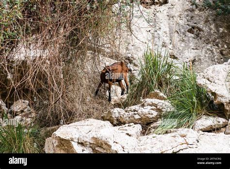 Mountain Goats On Sheer Cliffs Or Stone Walls Brown Goat Stock Photo