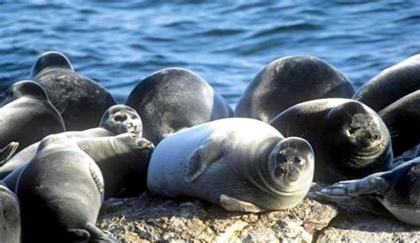 Caspian Seal Ocean Treasures Memorial Library