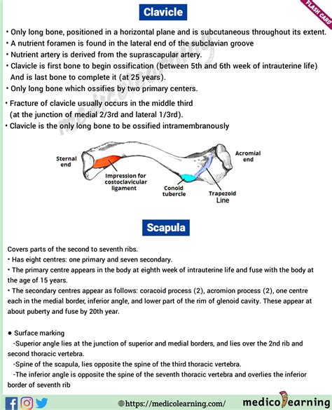 Clavicle Anatomy – MedicoLearning