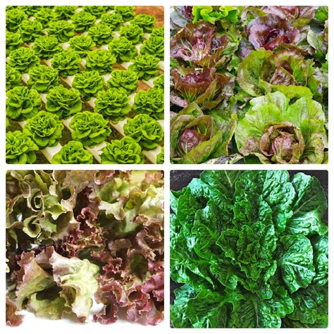 5 Tips For Growing Lettuce – Backyard Vegetable Gardener