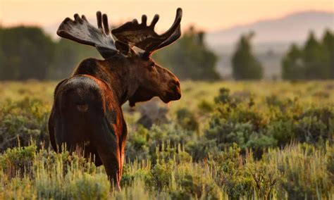 This is What it Actually Looks Like When a Moose Sheds its Antlers ...