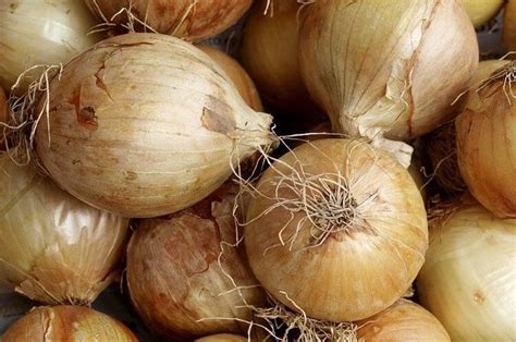 Jangan Dibuang Dulu Ini 4 Manfaat Kulit Bawang Untuk Tanaman Salah