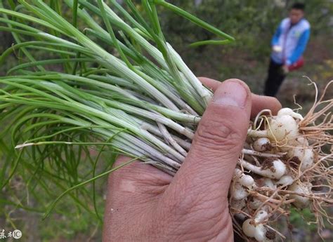 它叫野蔥，野蒜，野韭菜，小根蒜還是大腦瓜？這個野菜怎麼吃最好 每日頭條