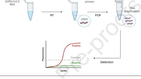 Reverse Transcription Quantitative Polymerase Chain Reaction RT QPCR