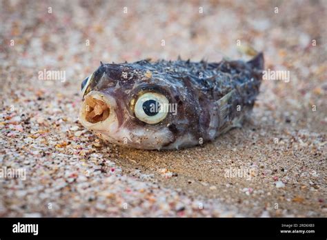 Dead pufferfish washed up on the beach Stock Photo - Alamy