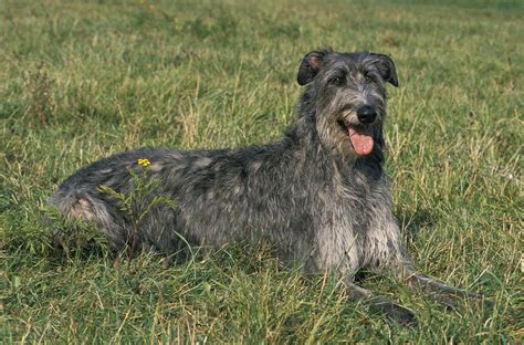 Deerhound Il Grande Levriero Scozzese A Pelo Ruvido