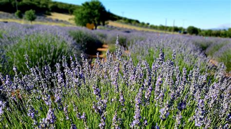 Lavender East Spring - Free photo on Pixabay - Pixabay