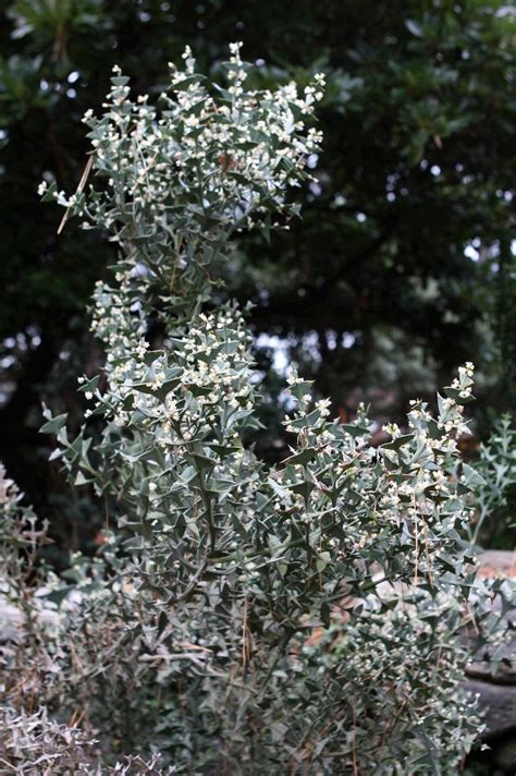 Colletia Paradoxa