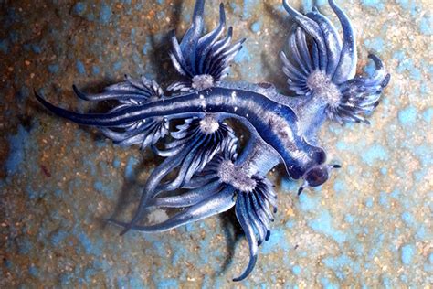 Glaucus Atlanticus Beautiful But Stay Away From It — Steemit