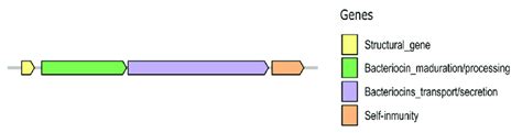 Common Bacteriocin Gene Cluster Organization The General Genetic