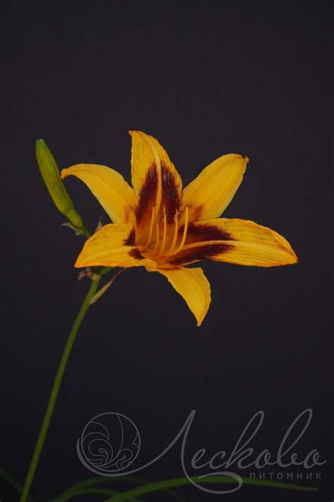 Лилейник гибридный (Hemerocallis `Bonanza`) - Лилейник гибридный ...