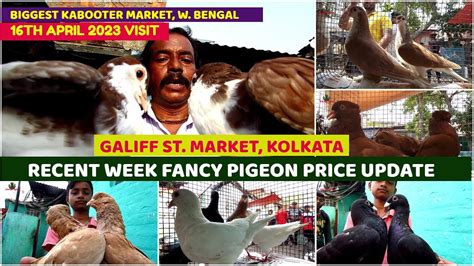 Recent Fancy Pigeon Price Update Galiff Street Cheapest Kabooter