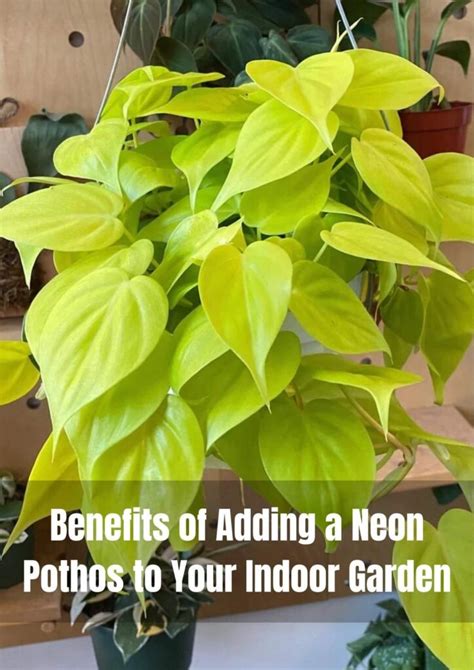 The Benefits Of Adding A Neon Pothos To Your Indoor Garden