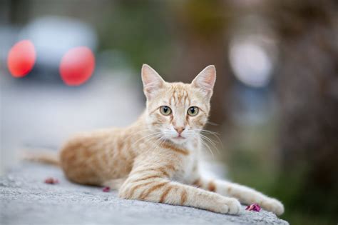 Nouvelle Campagne De St Rilisation Des Chats Ville De Lunel