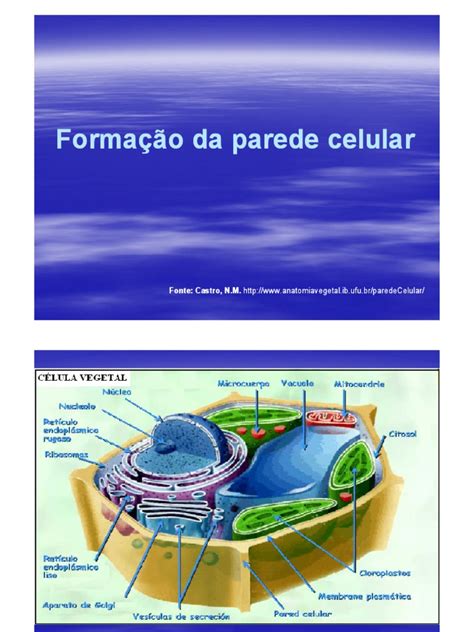 Formação e estrutura da parede celular vegetal | PDF | Parede celular ...