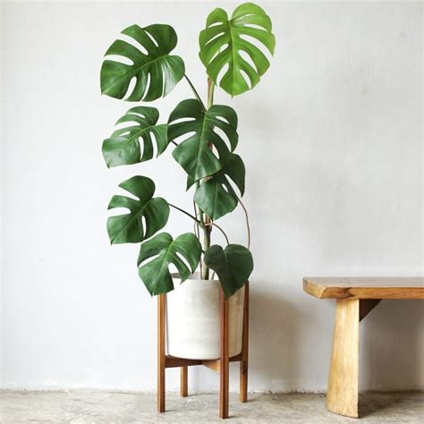 Jual Monstera Pot Concrete Tanaman Hias Tanaman Indoor Pot Tanaman Kota Depok