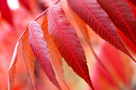 Online Crop Shallow Focus Photography Of Red Leaves Hd Wallpaper