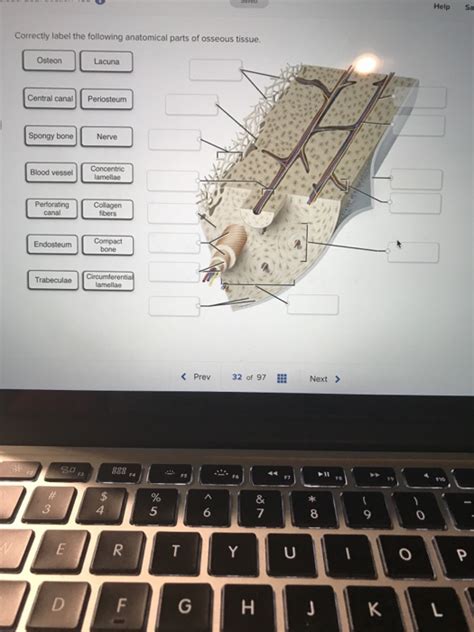 Solved Help Sa Correctly Label The Following Anatomical Chegg