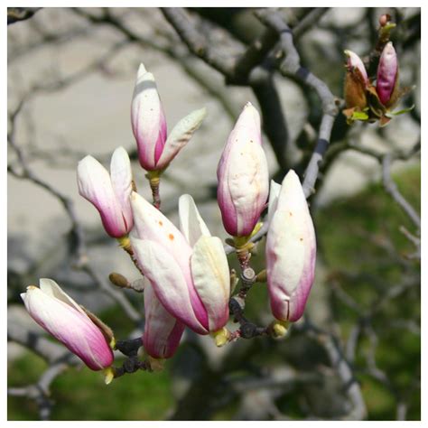 Sugar Magnolia Blossoms Blooming Or At Least About To Flickr