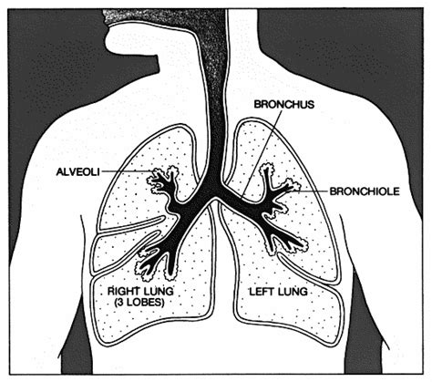 lungs diagram