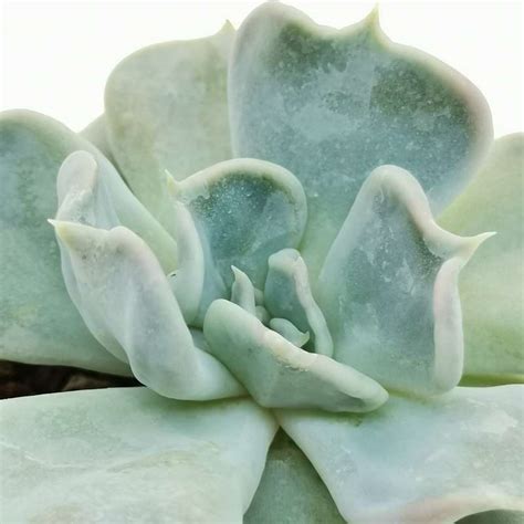 Echeveria 'Thriller pearl' 6,5 cm. | Crassulaceae - Giromagi vendita ...
