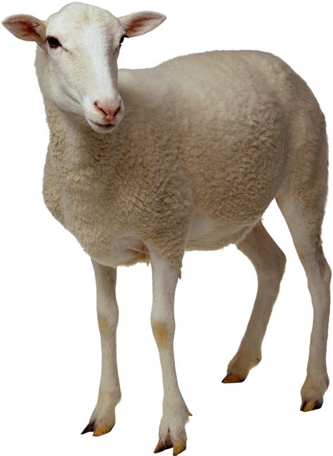 Sheep Png Image Free Download