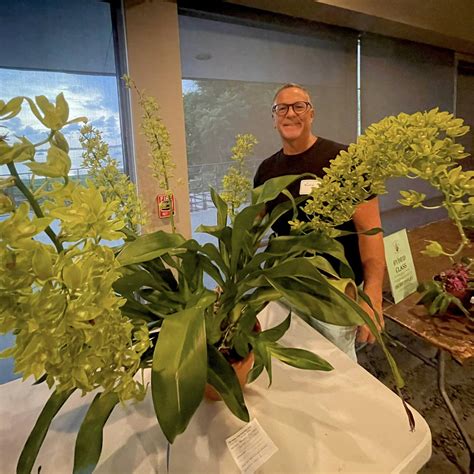 July 2023 First Place Species Award Sarasota Orchid Society – Sarasota