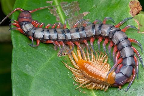 Giant Centipede Scolopendra Subspinipes Scolopendra Subspinipes