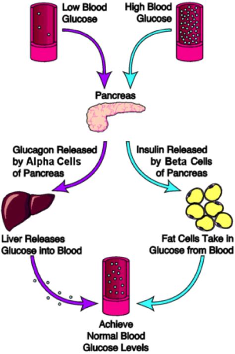 The Endocrine System Maintaining Our Blood Sugar Level