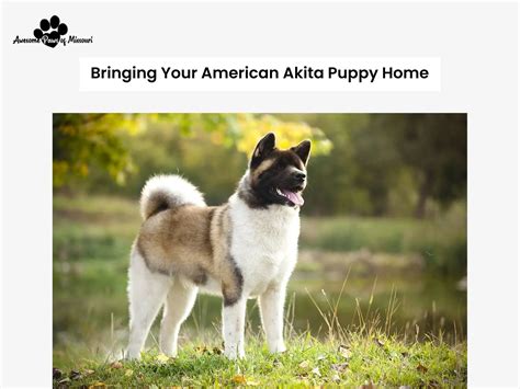 Guide to Owning American Akita - Care, Training, & Bonding