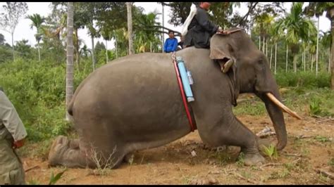 Penggiringan Gajah Liar Wild Elephant Crushing YouTube