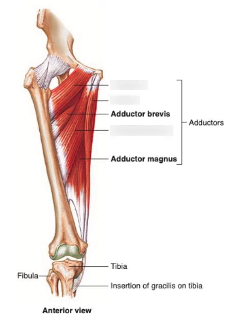 Adductor Muscles Diagram | Quizlet