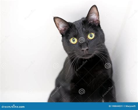 Um Gato Do Mato Preto Olhos Amarelos Imagem De Stock Imagem De