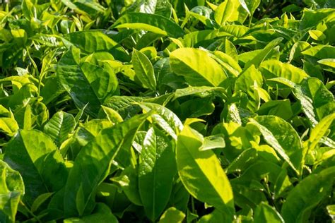 Premium Photo | Closeup view of tea leaves